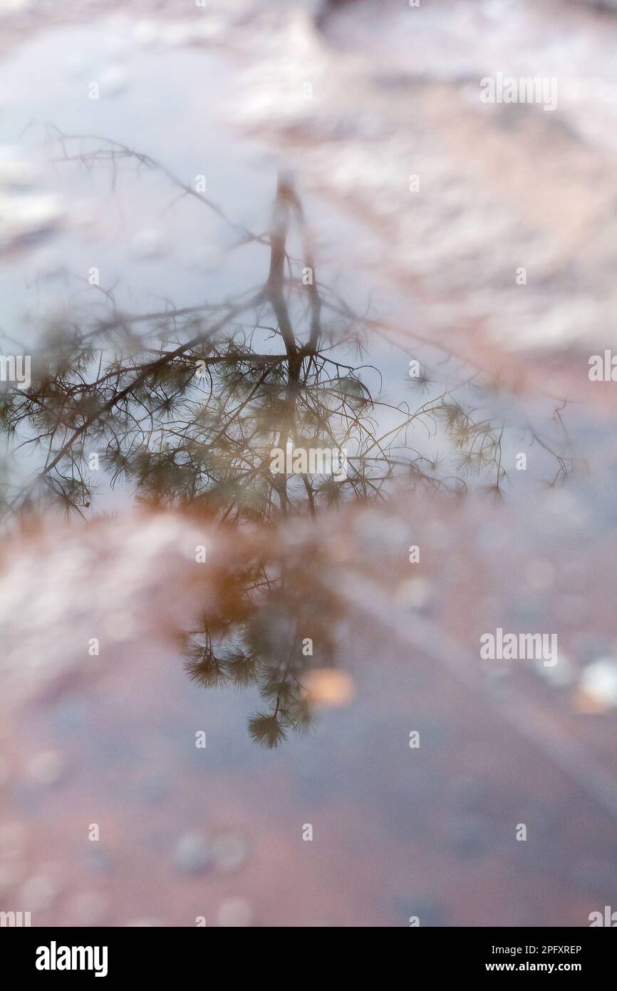 Réflexion de pins dans l'eau sur la roche Banque D'Images