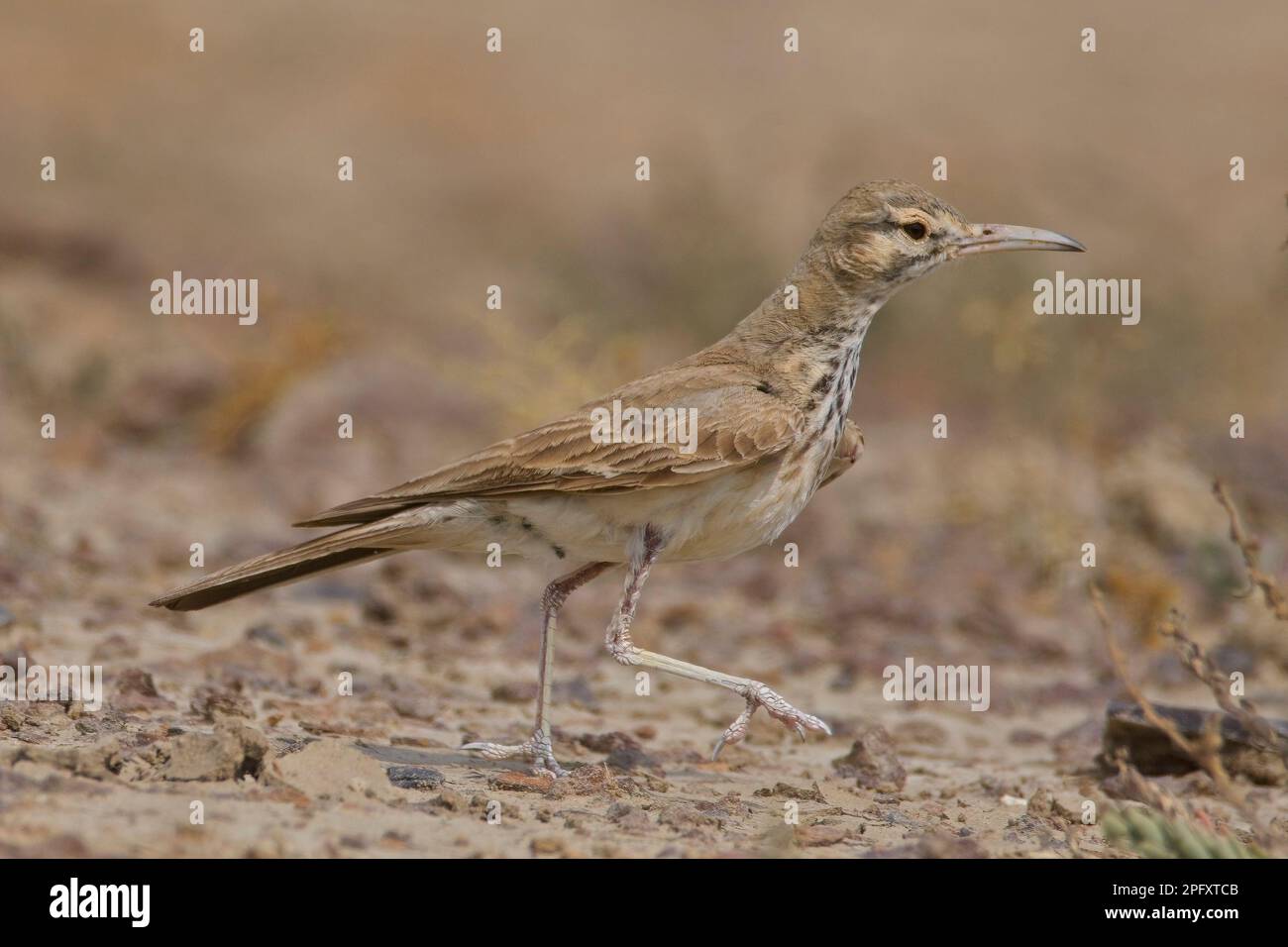 Grand Hoopoe-Lark (Alaemon alaudipes) au petit rann de kutch Banque D'Images