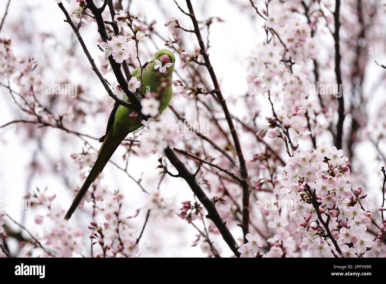 Un oiseau se trouve dans un arbre de fleurs à Battersea Park, Londres. Date de la photo: Dimanche 19 mars 2023. Banque D'Images