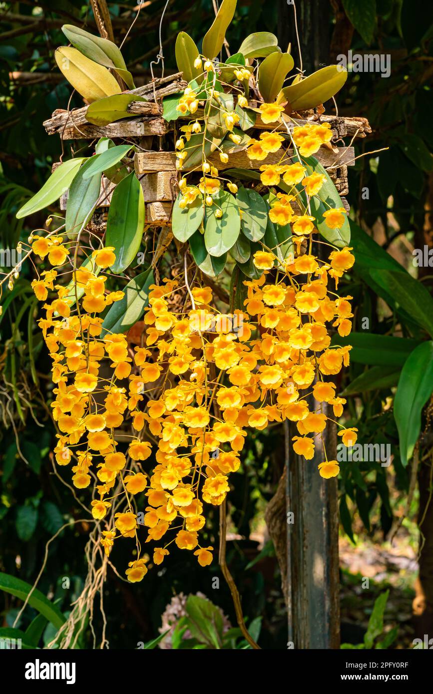 Fleurs d'orchidées jaunes ou Dendrobium lindleyi Steud ou fleur parfumée au miel dans la lumière du matin de la saison d'été en forme verticale Banque D'Images