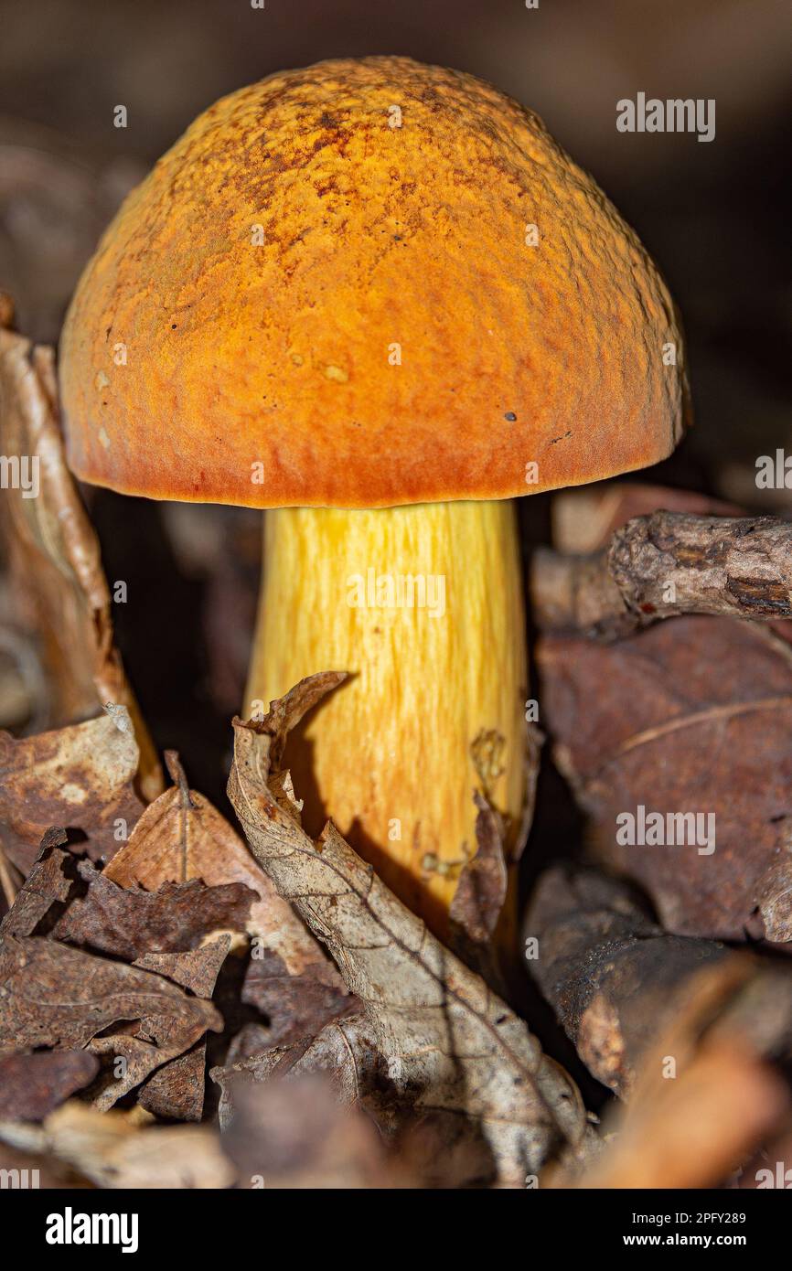 Beau grand champignon avec une tête orange parmi le feuillage sec Banque D'Images