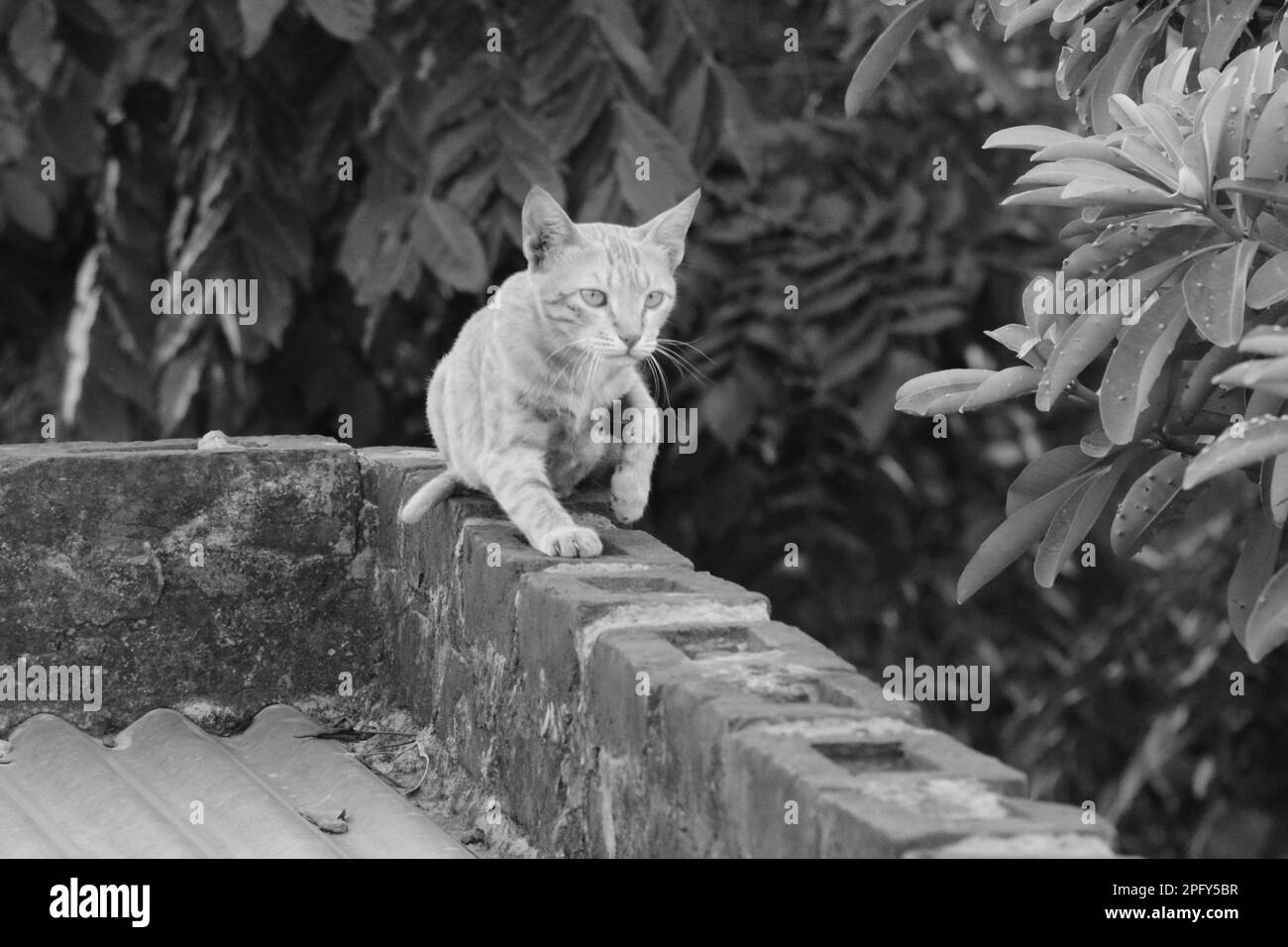 Nous sommes tout simplement chatons. Banque D'Images