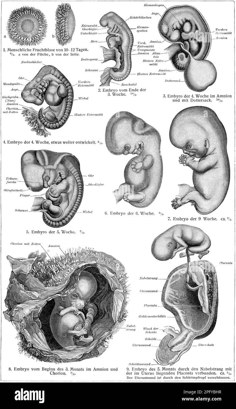 Stades de développement humain dans l'utérus, de l'ovule à la naissance d'un bébé. Banque D'Images