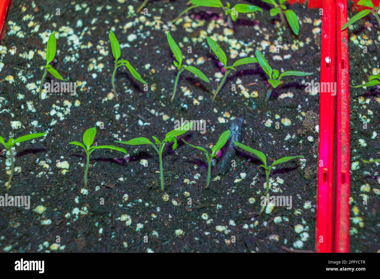 Vue rapprochée de la germination des graines de concombre pour la ...