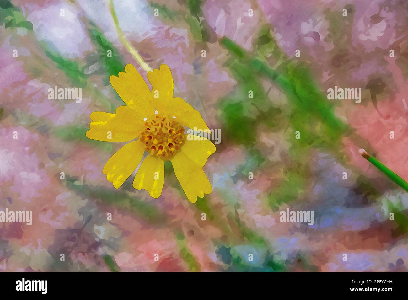 Création numérique d'une peinture aquarelle d'un magnifique Coreopsis jaune sauvage de Lanceleaf dans l'écosystème naturel Banque D'Images