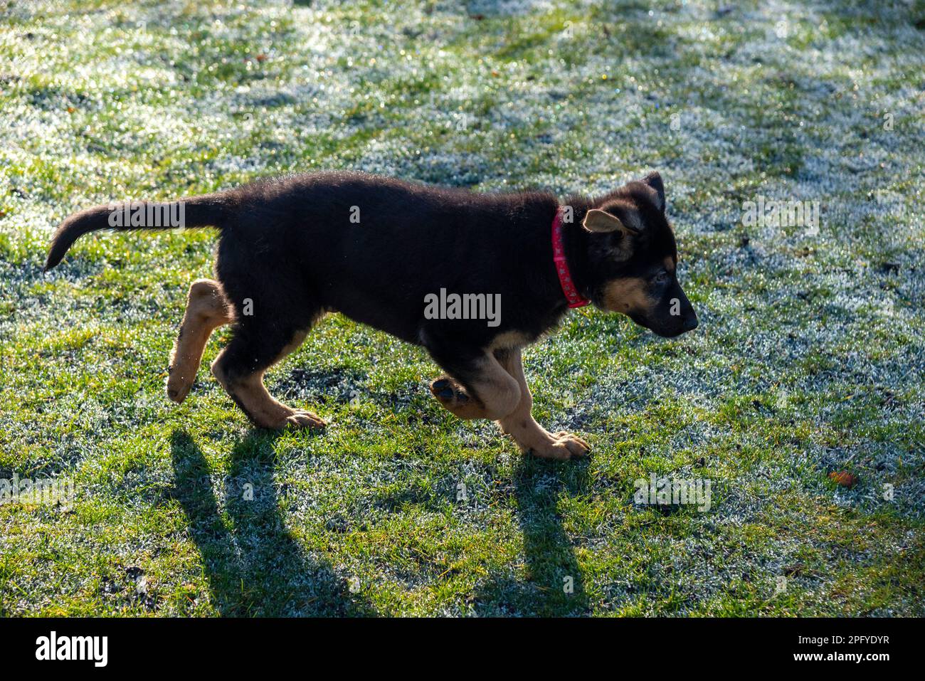 Mignon petit chiot noir et brun clair Berger allemand courant sur l'herbe dewy sous le soleil du matin. Banque D'Images