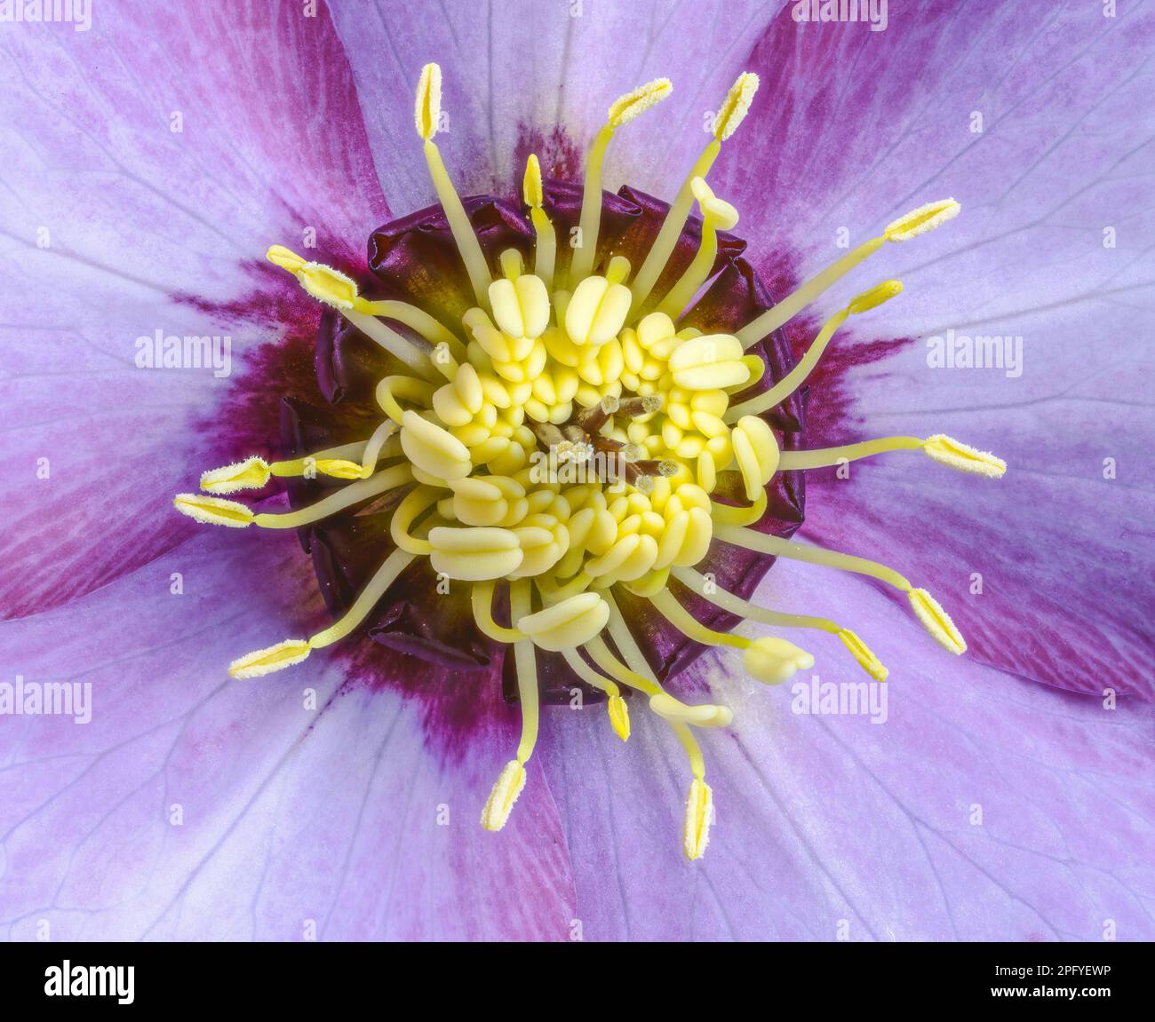 Macro d'une fleur de rose de lenten Banque D'Images