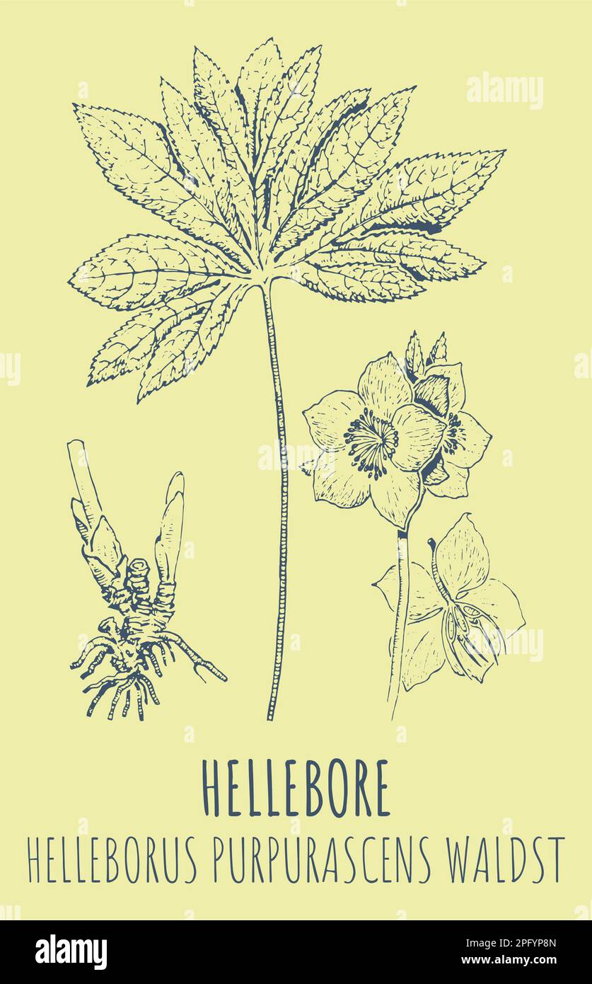 Dessins de HELLEBORE. Illustration dessinée à la main. Nom latin HELLEBORUS PURPURASCENS WALDST. Banque D'Images