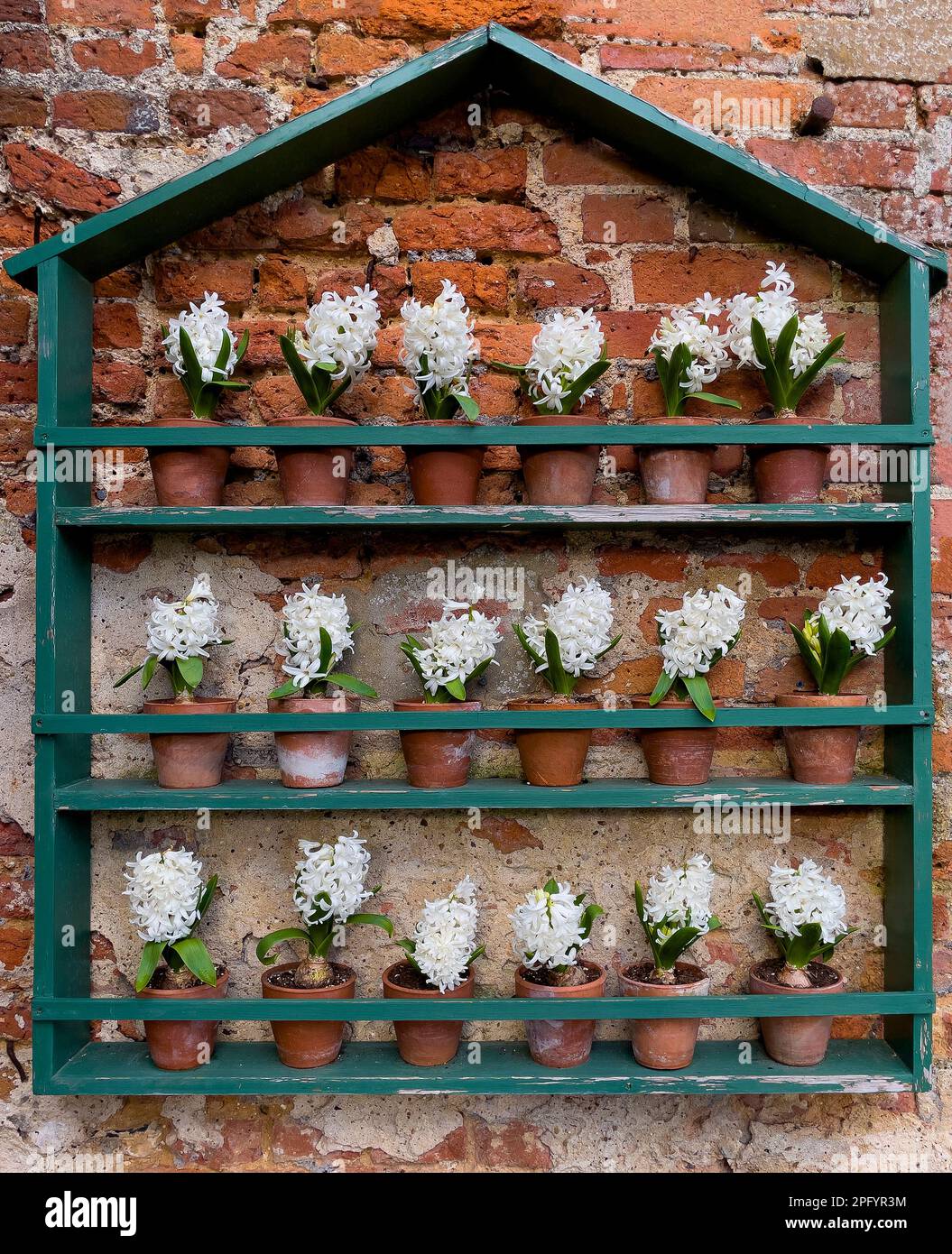 Exposition de jardin de jacinthes blanches parfumées dans des pots en terre cuite au printemps contre l'ancien mur de jardin - Angleterre, Royaume-Uni Banque D'Images