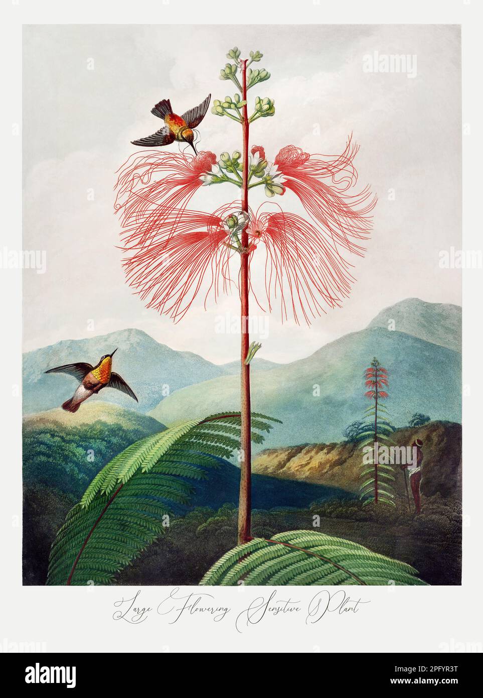 Grande plante sensible à la floraison. Peinture antique de fleurs victoriennes. Illustration du livre 'le Temple de Flora' de Robert Thornton (1807) Banque D'Images