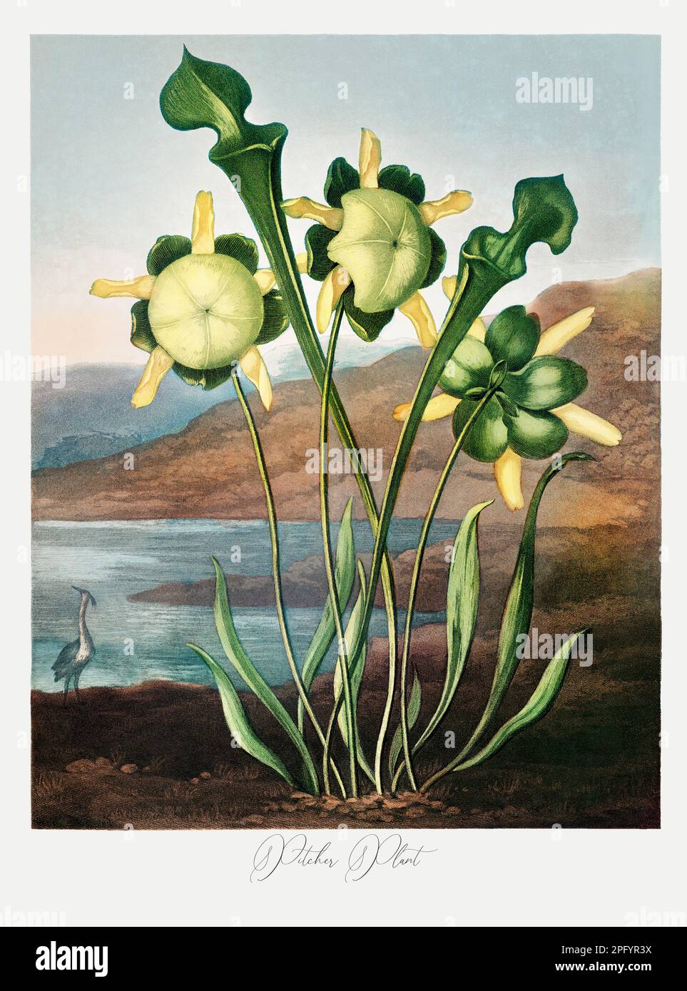 Usine de pichet. Peinture antique de fleurs victoriennes. Illustration du livre 'le Temple de Flora' de Robert Thornton (1807) Banque D'Images