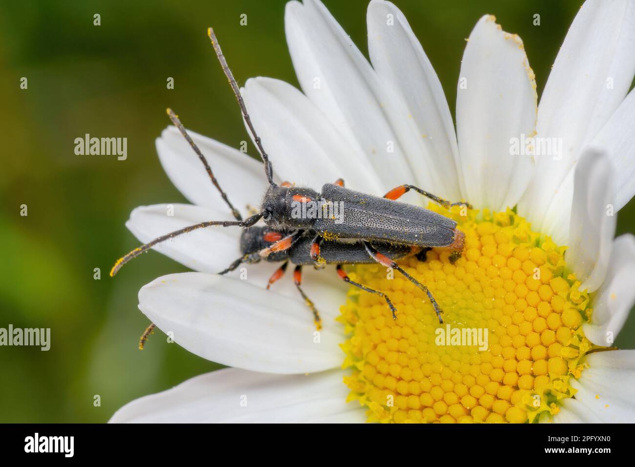 Phytoecia pustulata, Yarrow longicorne, Schafgarben-Böckchen, copula, sur la fleur marguerite Banque D'Images