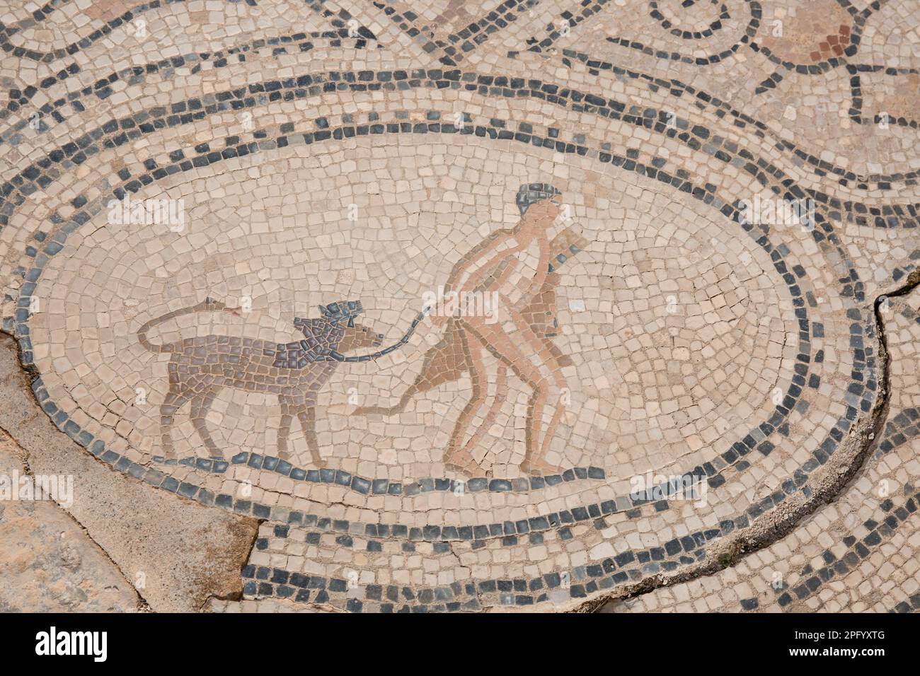Mosaïque d'Hercules marchant dans la taureau crétois à Volubilis Maroc Banque D'Images