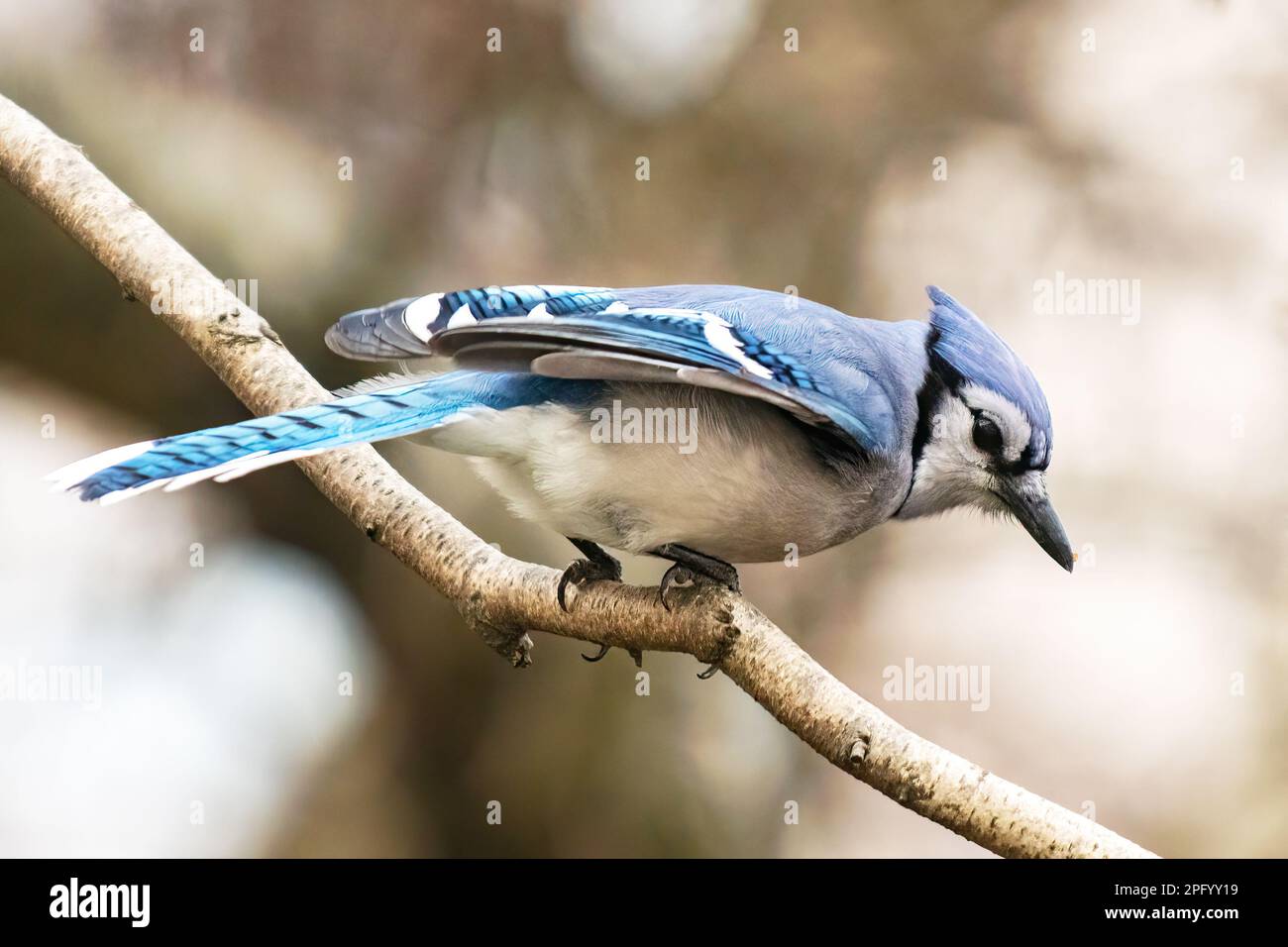 Geai bleu à la fin de l'hiver Banque D'Images