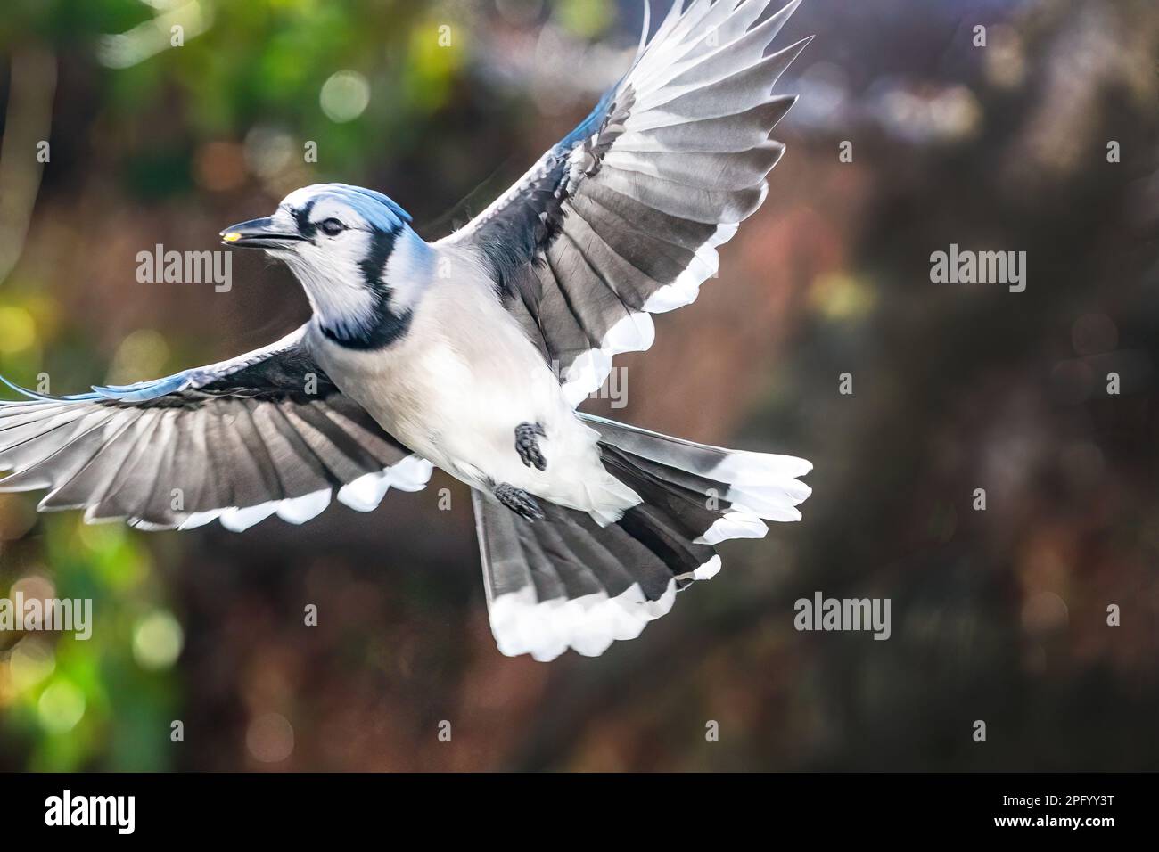 Blue Jay vol dans l'habitat de l'arrière-cour Banque D'Images