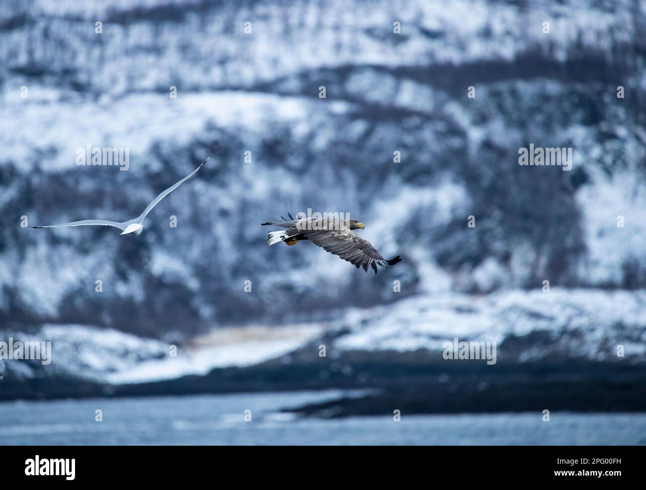 Aigle à queue blanche - Haliaeetus albicilla sur l'île de Skjervøya. Kvænangen fyord. Norvège, Scandinavie Banque D'Images