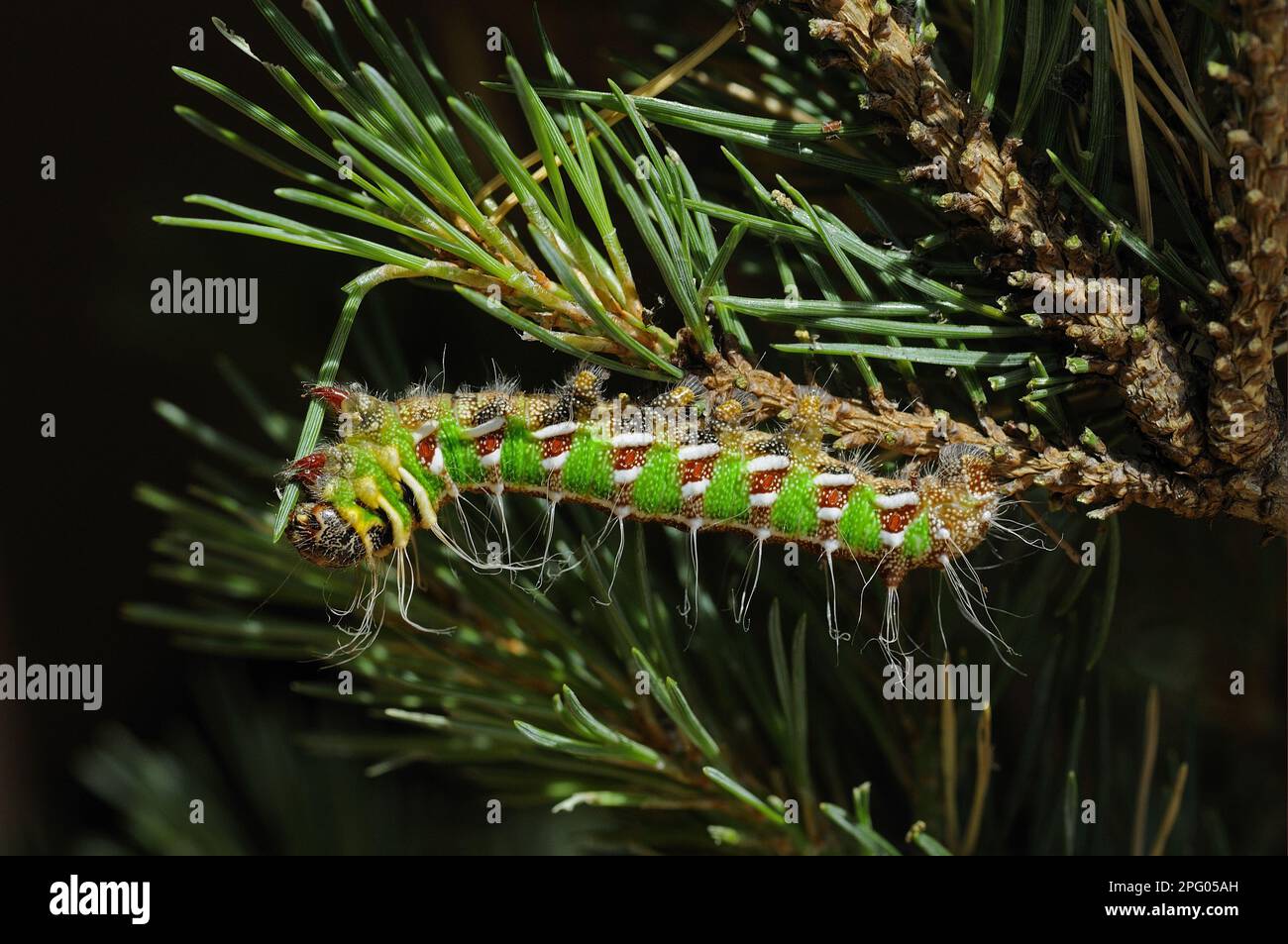 Papillon espagnol (Graellsia isabellae) larve adulte se nourrissant du pin sylvestre (Pinus sylvestris) Banque D'Images