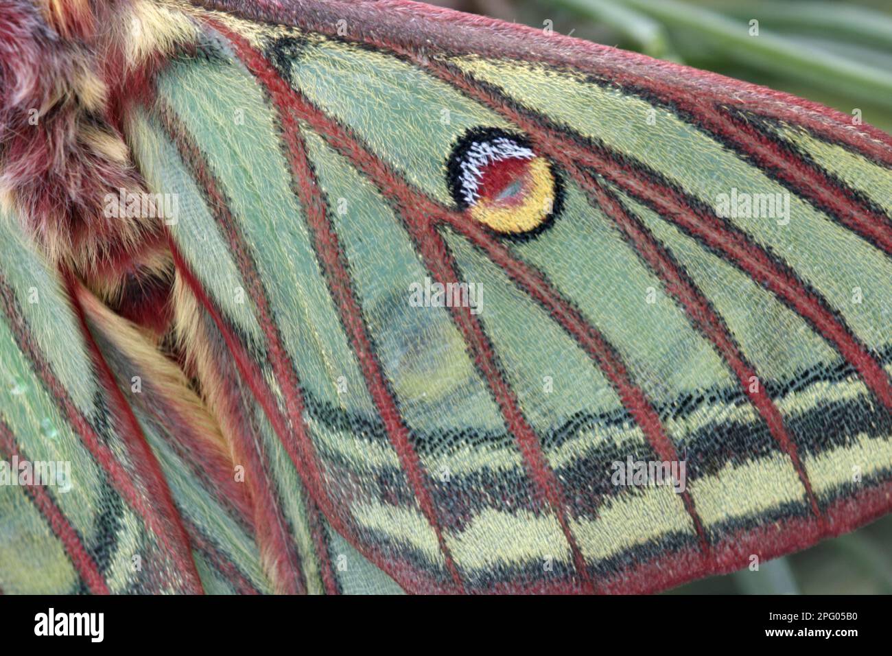 Graellsia isabellina, papillon de lune espagnol (Graellsia isabellae), papillon de paon, insectes, papillons, Animaux, autres animaux, Moth Lune espagnole Banque D'Images