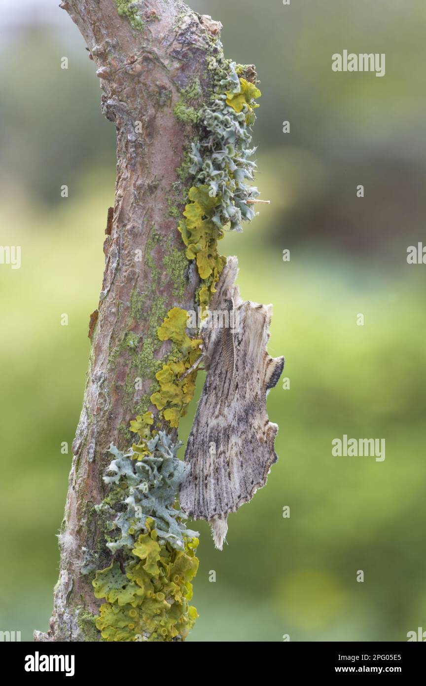 Proéminent pâle (Pterostoma palpina) adulte, reposant sur une branche couverte de lichen, Essex, Angleterre, Royaume-Uni Banque D'Images