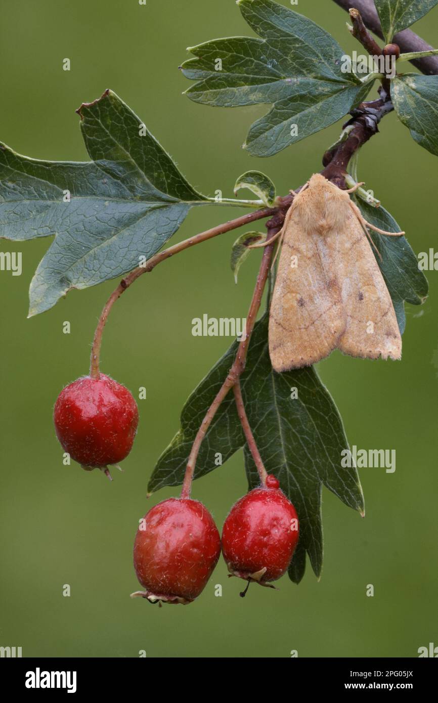 Enargia paleacea (Enargia paleacea), adulte, reposant sur un arbuste commun (Crataegus monogyna) avec baies, Leicestershire, Angleterre, Royaume-Uni Banque D'Images