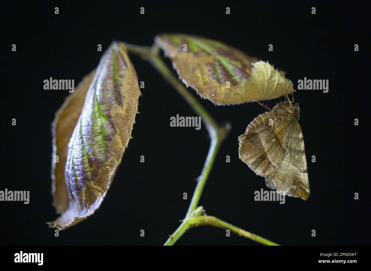 Thorax précoce Moth (Selenia dentaria) adulte, reposant sur le dessous de la feuille de mûre, Sheffield, Yorkshire du Sud, Angleterre, Royaume-Uni Banque D'Images