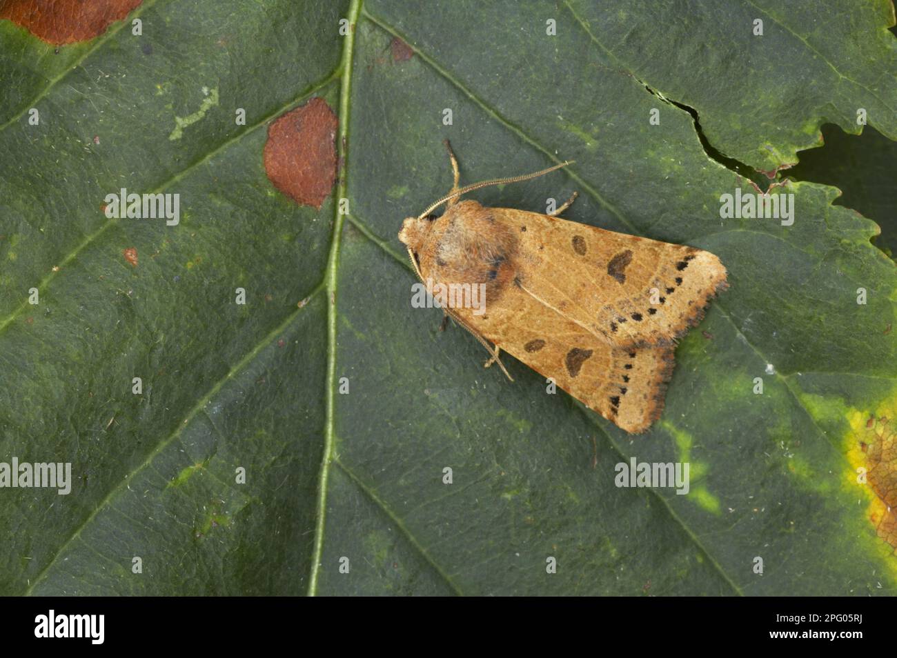 Lunar Underwing (Omphaloscelis lunosa) adulte, reposant sur la feuille, Essex, Angleterre, Royaume-Uni Banque D'Images