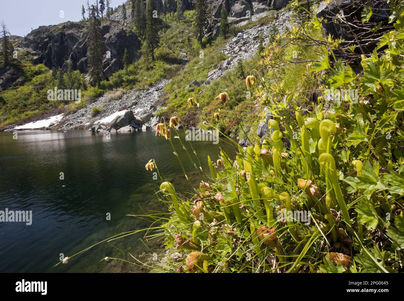 Cobra Lily (Darlingtonia californica) fleurit, poussant dans la zone boggy au bord du lac, Castle Lake, Klamath Mountains, Californie du Nord (U.) S. A. Banque D'Images