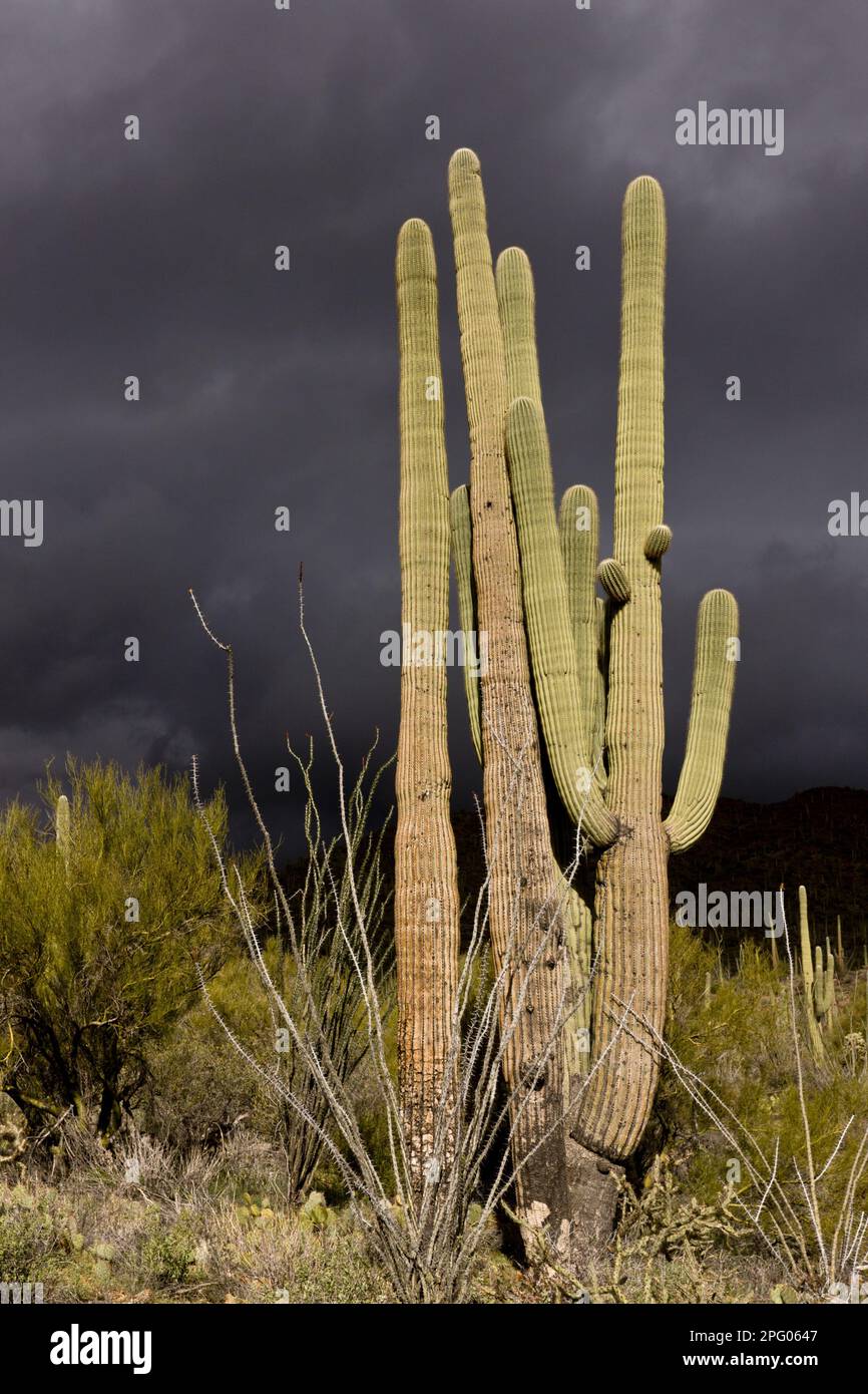 Saguaro (Carnegiea gigantea) Cacti poussant dans le désert avec des nuages de tempête à l'approche, Saguaro N. P. (Ouest), Sonoran Desert, Arizona (U.) S. A. Banque D'Images