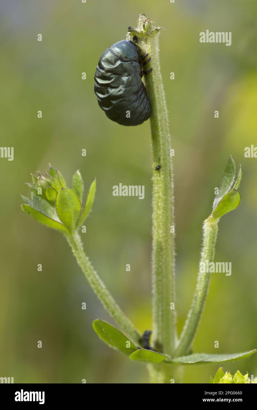 Larve de Beetle à nez sanglant (Timarcha tenebricosa), se nourrissant de paille de mer (Galium mollugo) sur la côte, Angleterre, Royaume-Uni Banque D'Images