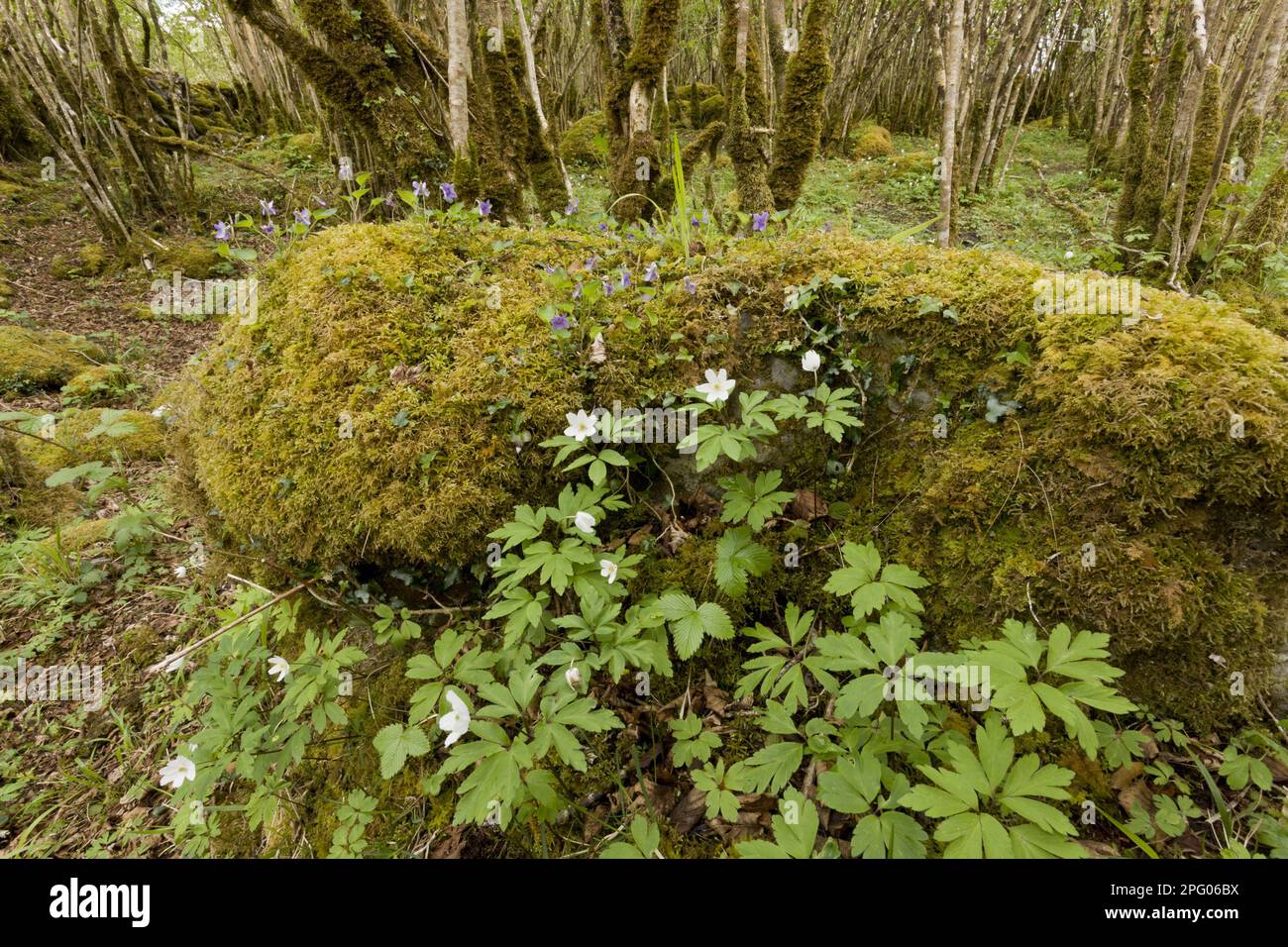 Bois d'anémone (Anemone nemorosa) et violettes, floraison, croissant dans le Hazel commun (Corylus avellana) ancien coppice bois sur le pavé calcaire Banque D'Images