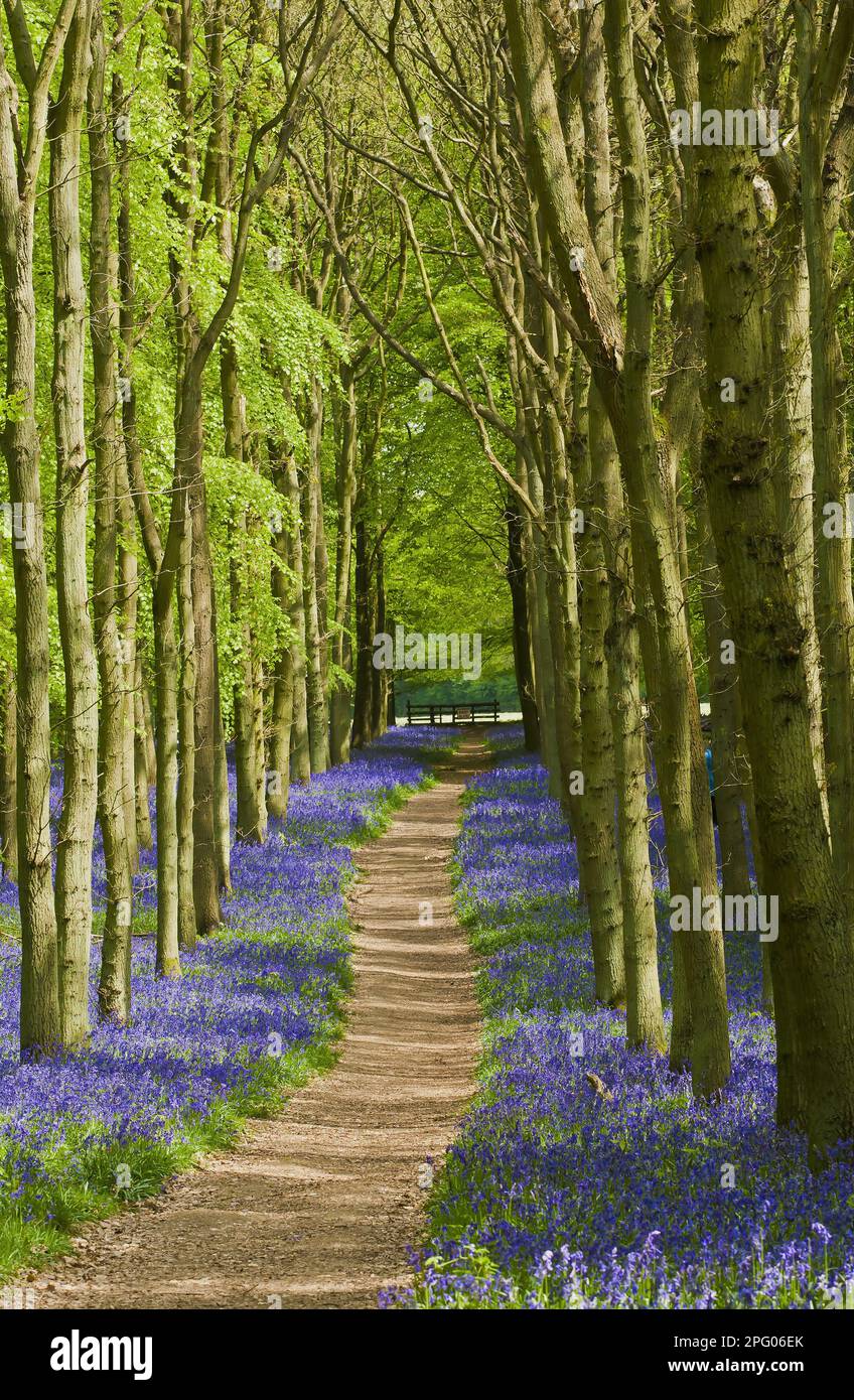 La masse de floraison de la jacinthoides non-scripta (Endymion non-scriptus), dans l'habitat boisé du hêtre cuivré (Fagus sylvatica), Chilterns, Angleterre Banque D'Images