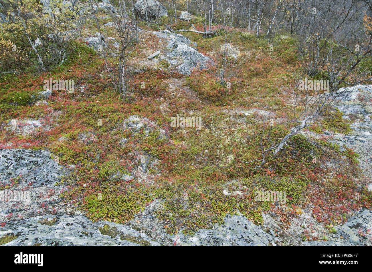 Vaccinium uliginosus, mûre, bogberry, framboise, famille de la bruyère, Port de la myrtille du Nord (Vaccinium uliginosum), pousse sur le lichen couvert Banque D'Images