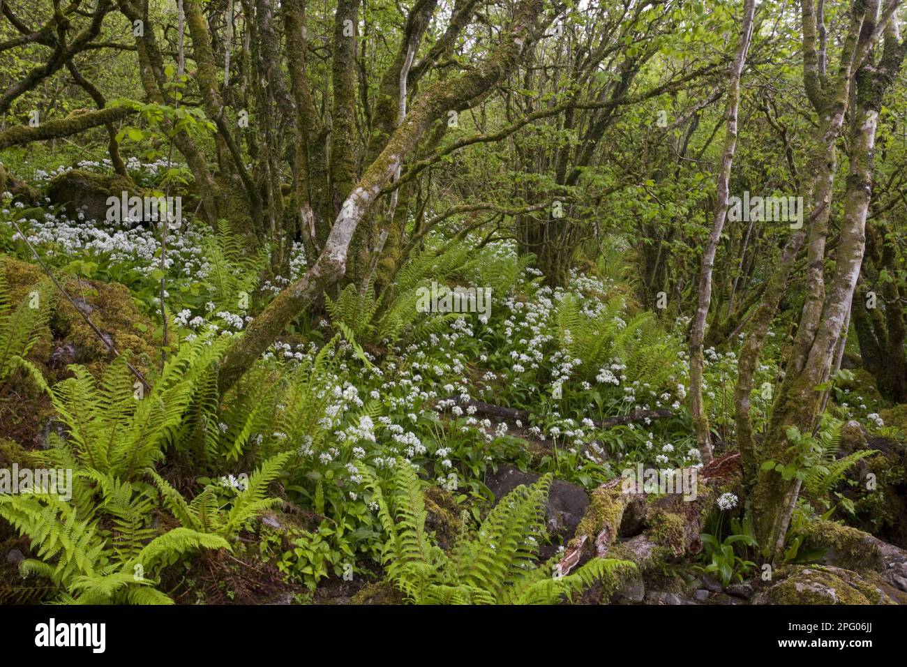 Ramsons (Allium ursinum) en fleur, avec des fougères dans le vieux copte nain, Slieve Carran Oratoire, le Burren, Comté de Clare, Irlande, Ressort Banque D'Images