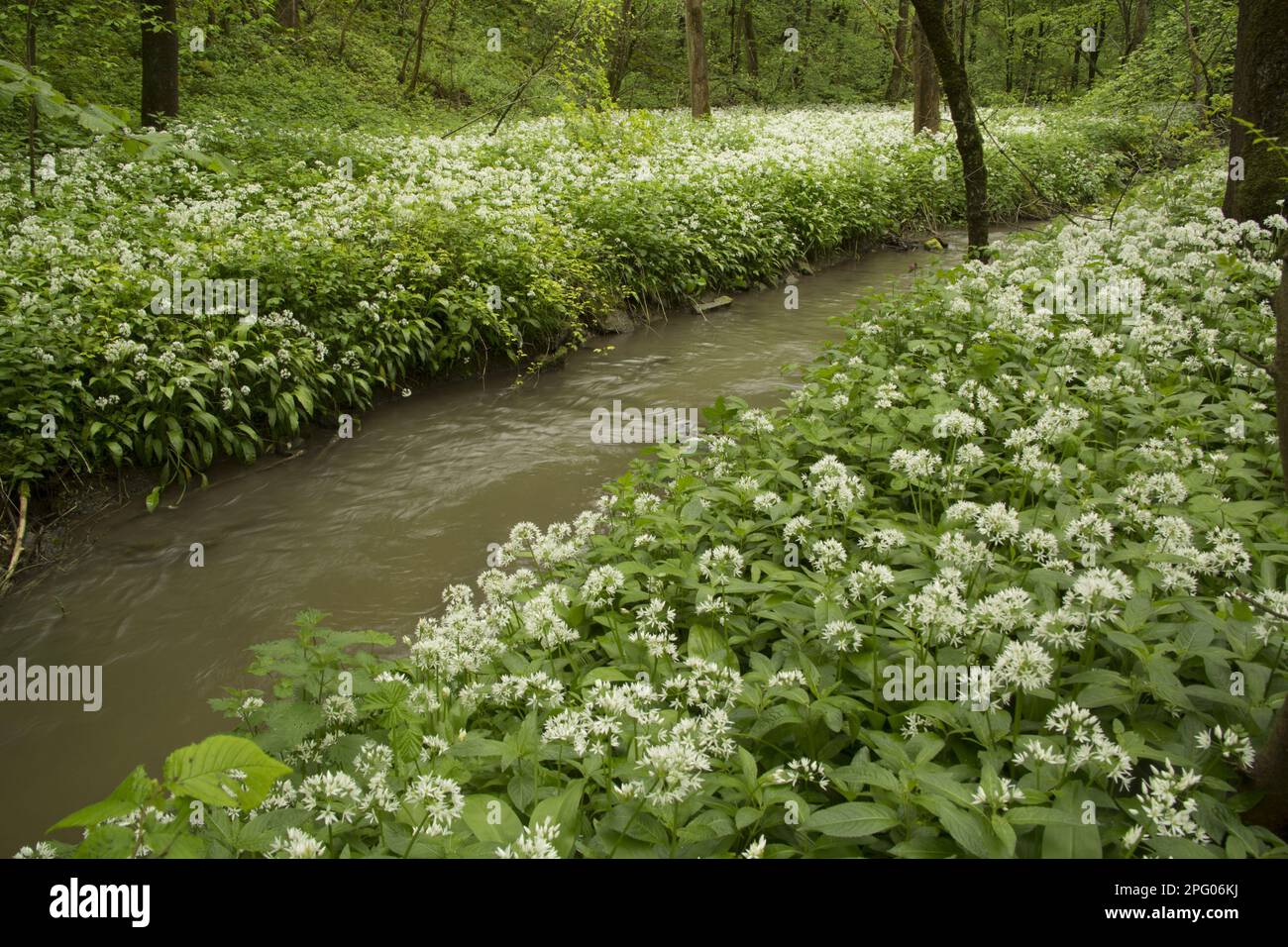 Ramsons (Allium ursinum), masse florale, croissant à côté de la rivière dans un habitat boisé, Derbyshire, Angleterre, Royaume-Uni Banque D'Images