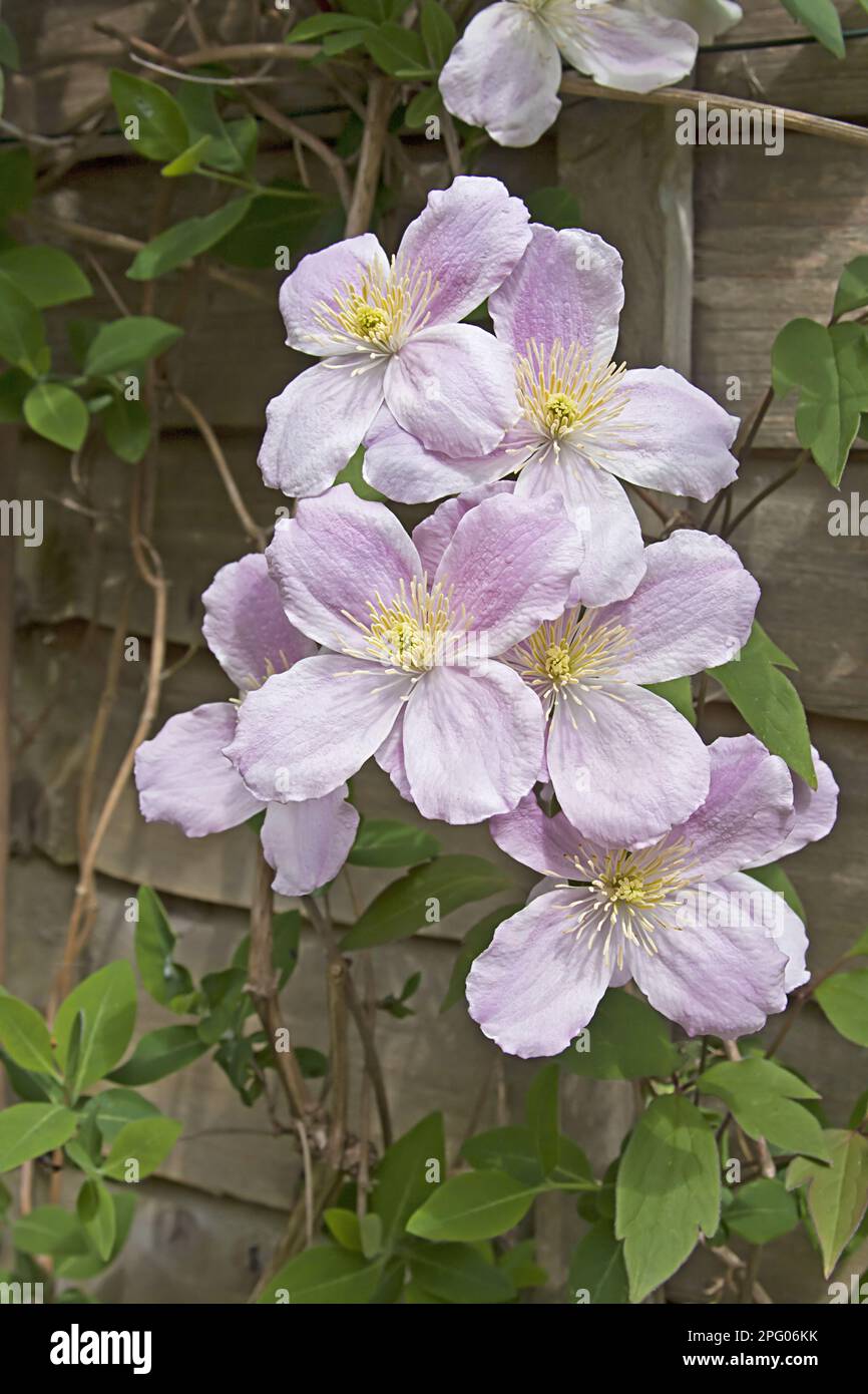 Anemone clematis (Clematis montana) gros plan des fleurs qui poussent près de la clôture du jardin, Warwickshire, Angleterre, printemps Banque D'Images