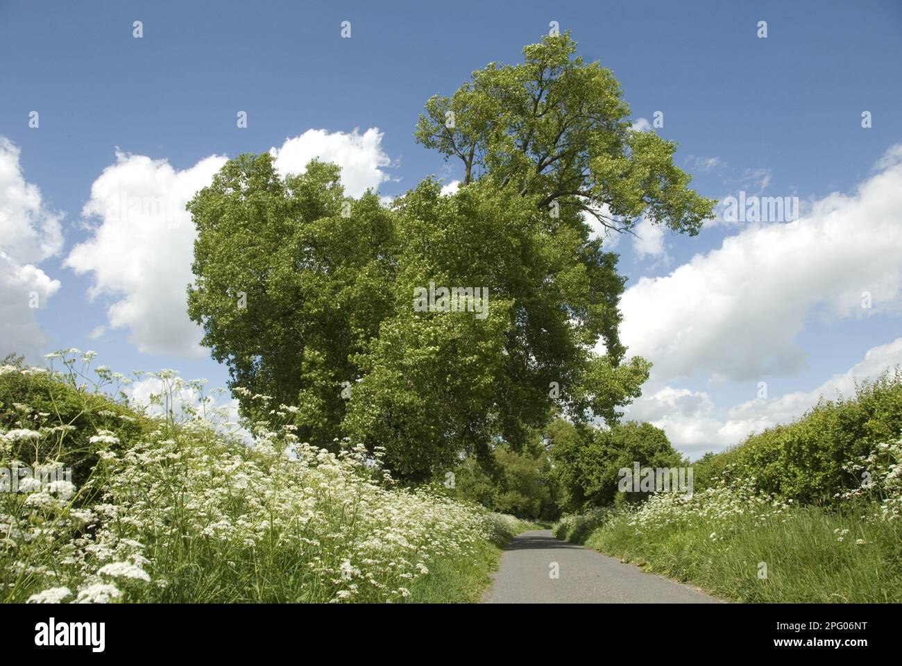 Le peuplier noir (Populus nigra) habit, poussant à hedgerow à côté de la voie, avec le persil de vache (Anthriscus sylvestris) fleurissant sur le bord, près de Wilstone Banque D'Images