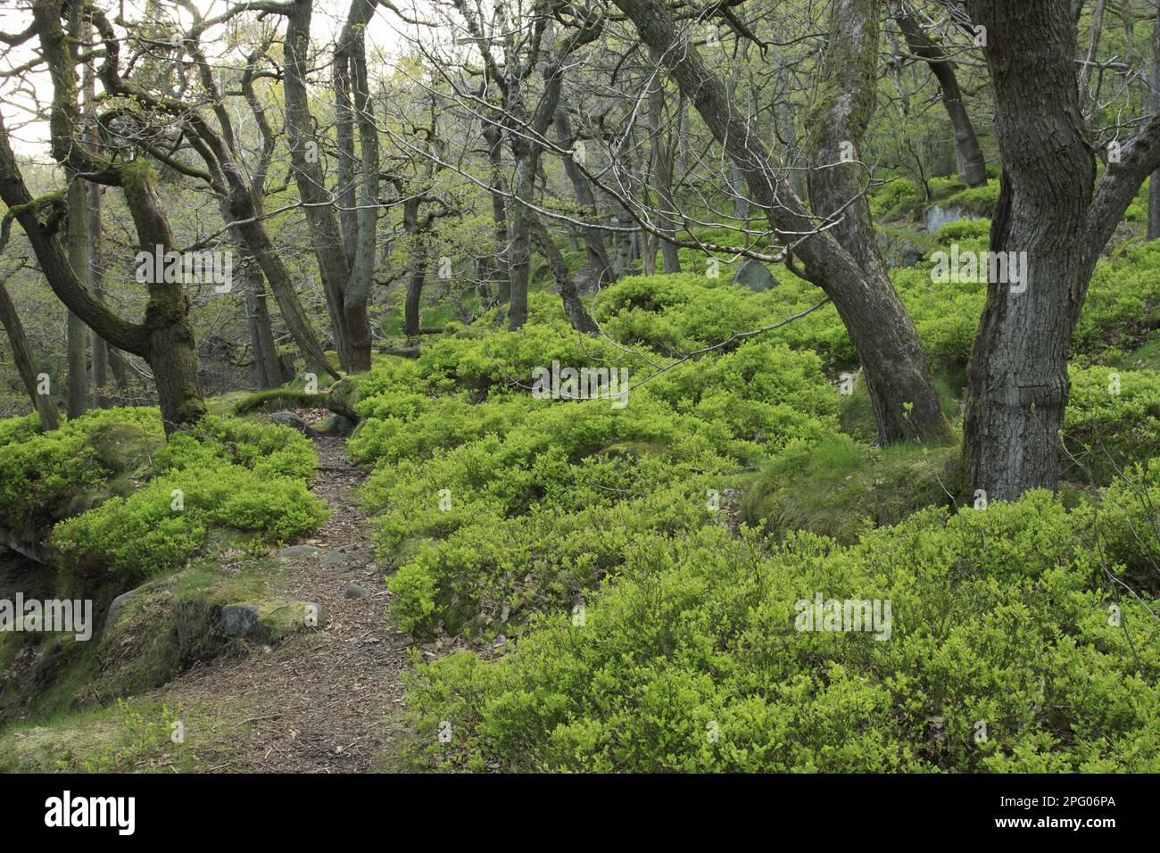 Chêne sessile (Quercus petraea) ancien habitat boisé, avec sous-étage Bilberry (Vaccinium myrtillus), gorge Padley, Dark Peak, Peak District N. P. Banque D'Images