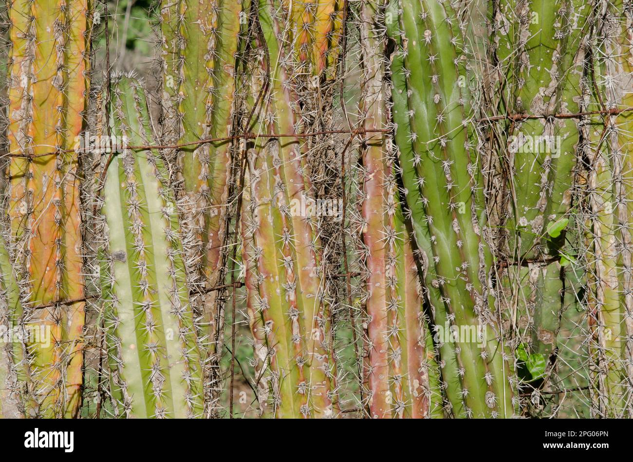 Cactus de bougie (Ritterocereus griseus) gros plan des tiges utilisées pour les clôtures de bétail, Bonaire, Petites Antilles, Caraïbes Banque D'Images