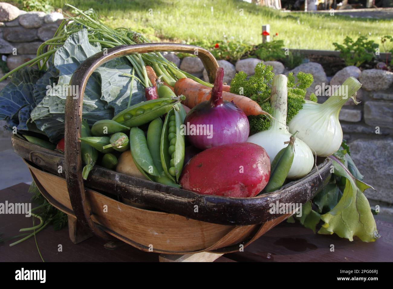 Légumes biologiques locaux, troug avec oignons récoltés, pois, chou, carottes et persil, Écosse, Royaume-Uni Banque D'Images