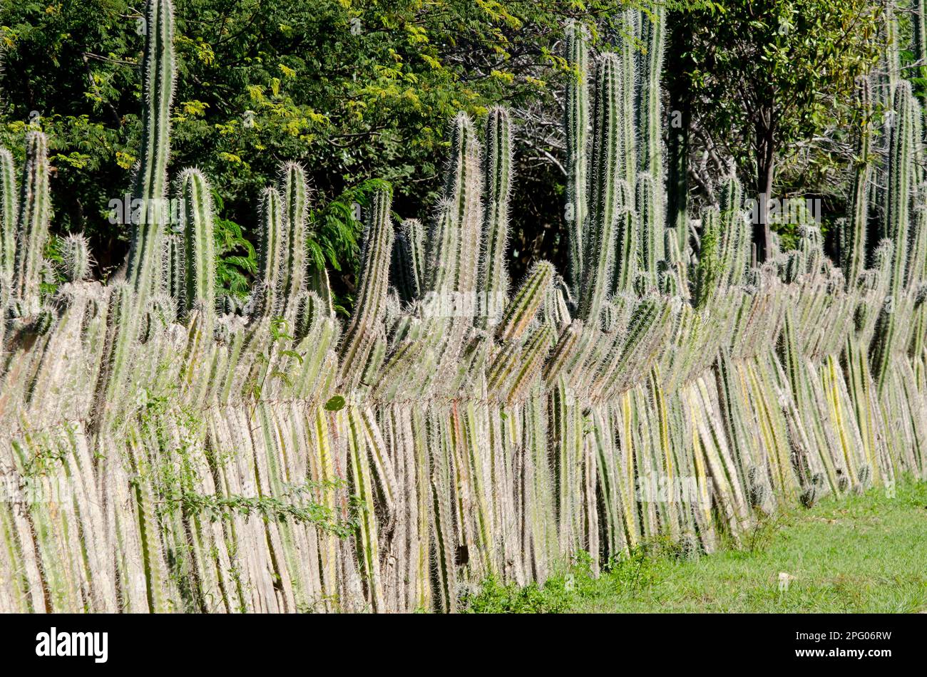 Tige de la bougie cactus (Ritterocereus griseus) utilisé pour les clôtures de bétail, Bonaire, Antilles occidentales, Petites Antilles, Caraïbes Banque D'Images