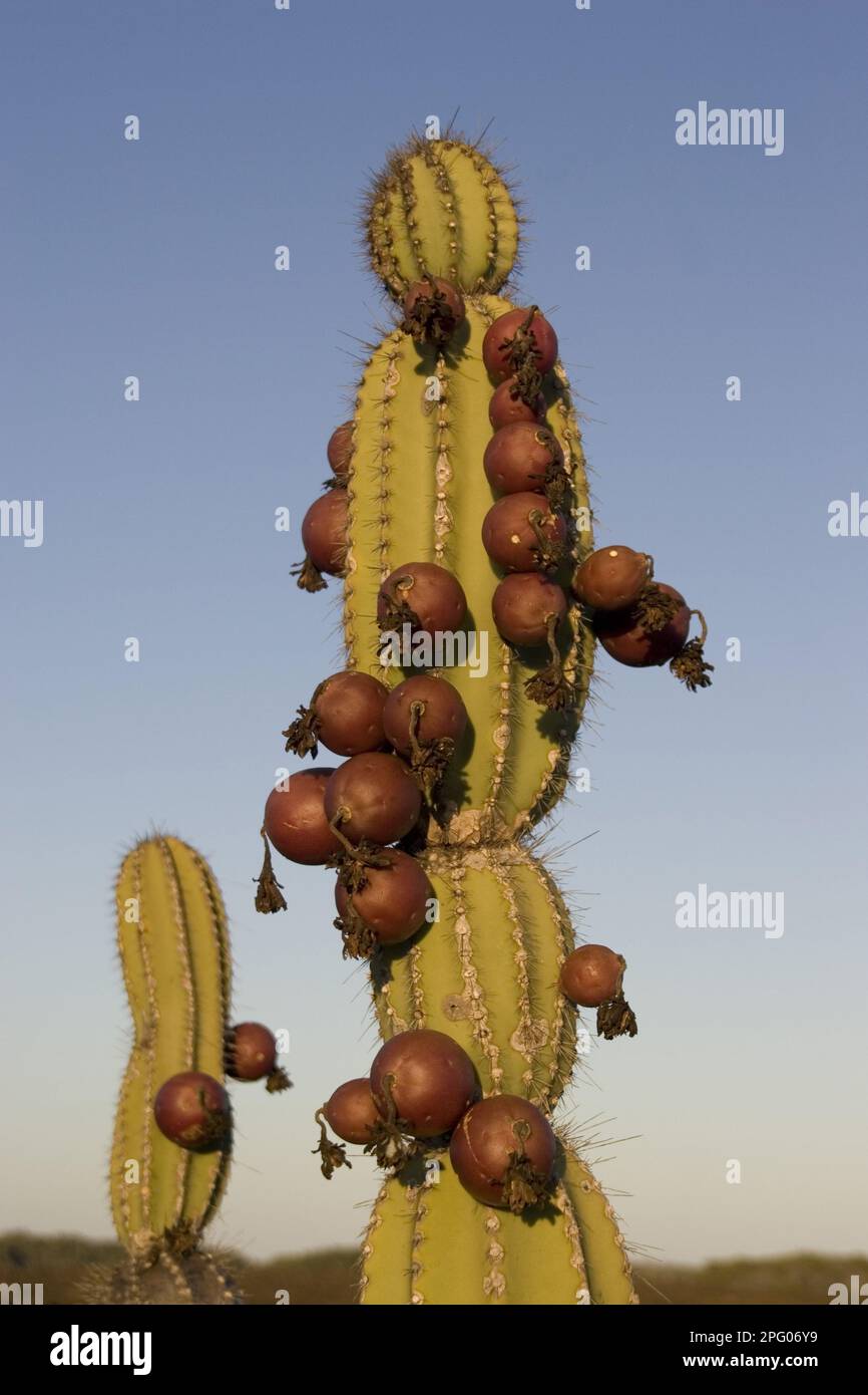 Candelabra cactus aux fruits sur l'île Isabela, Galapagos Banque D'Images