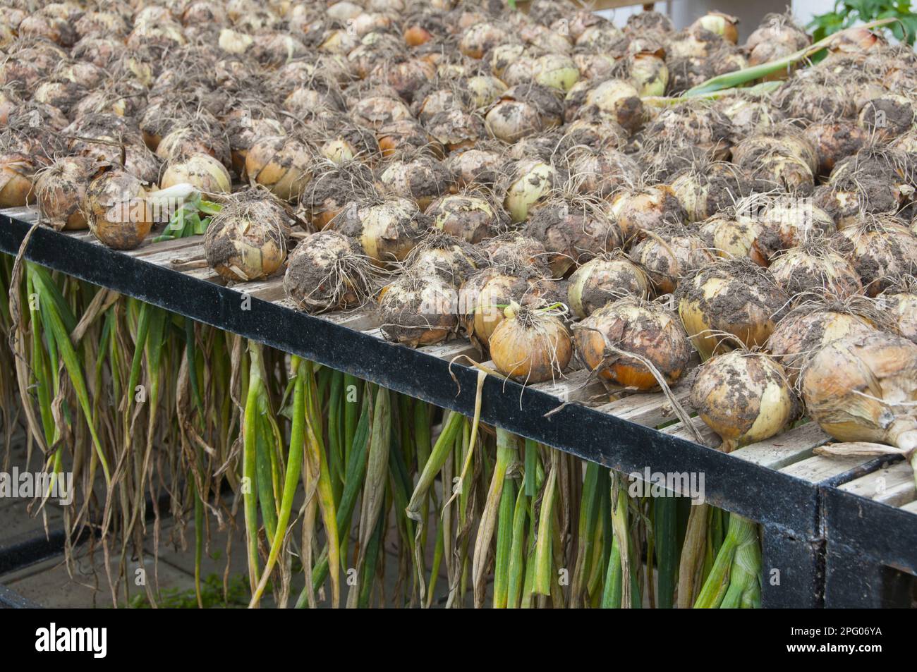 Oignons (Allium cesp), bulbes récoltés, séchant en serre, Middle Claydon, Buckinghamshire, Angleterre, Royaume-Uni Banque D'Images