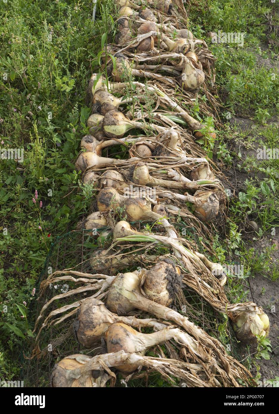 Bulbes d'oignon (Allium cesp), fraîchement récoltés et séchant dans l'allotissement urbain, Norfolk, Angleterre, Royaume-Uni Banque D'Images