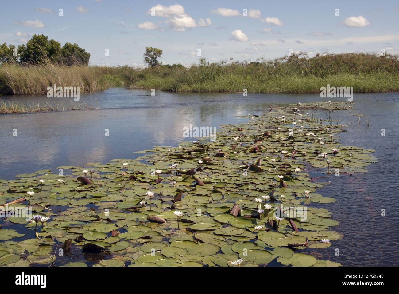 Nouchali, communément connu sous le nom de nénuphars rouges et bleus (Nymphaea), nénuphars bleus, Lotus étoiles ou par le synonyme Nymphaea stellata, est un nénuphars Banque D'Images