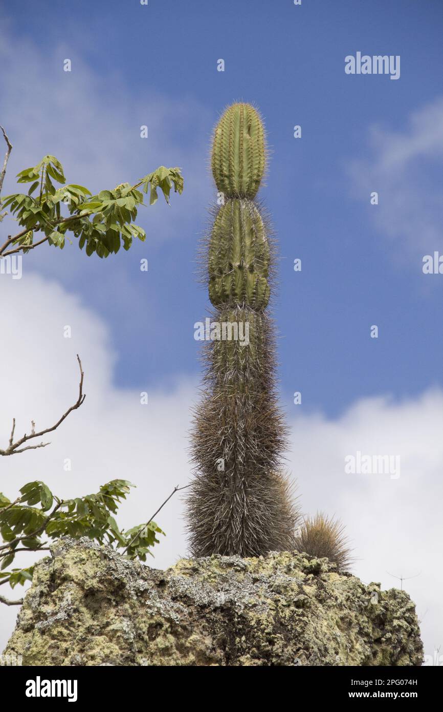 Candelabra cactus trouvé sur San Cristobel Banque D'Images