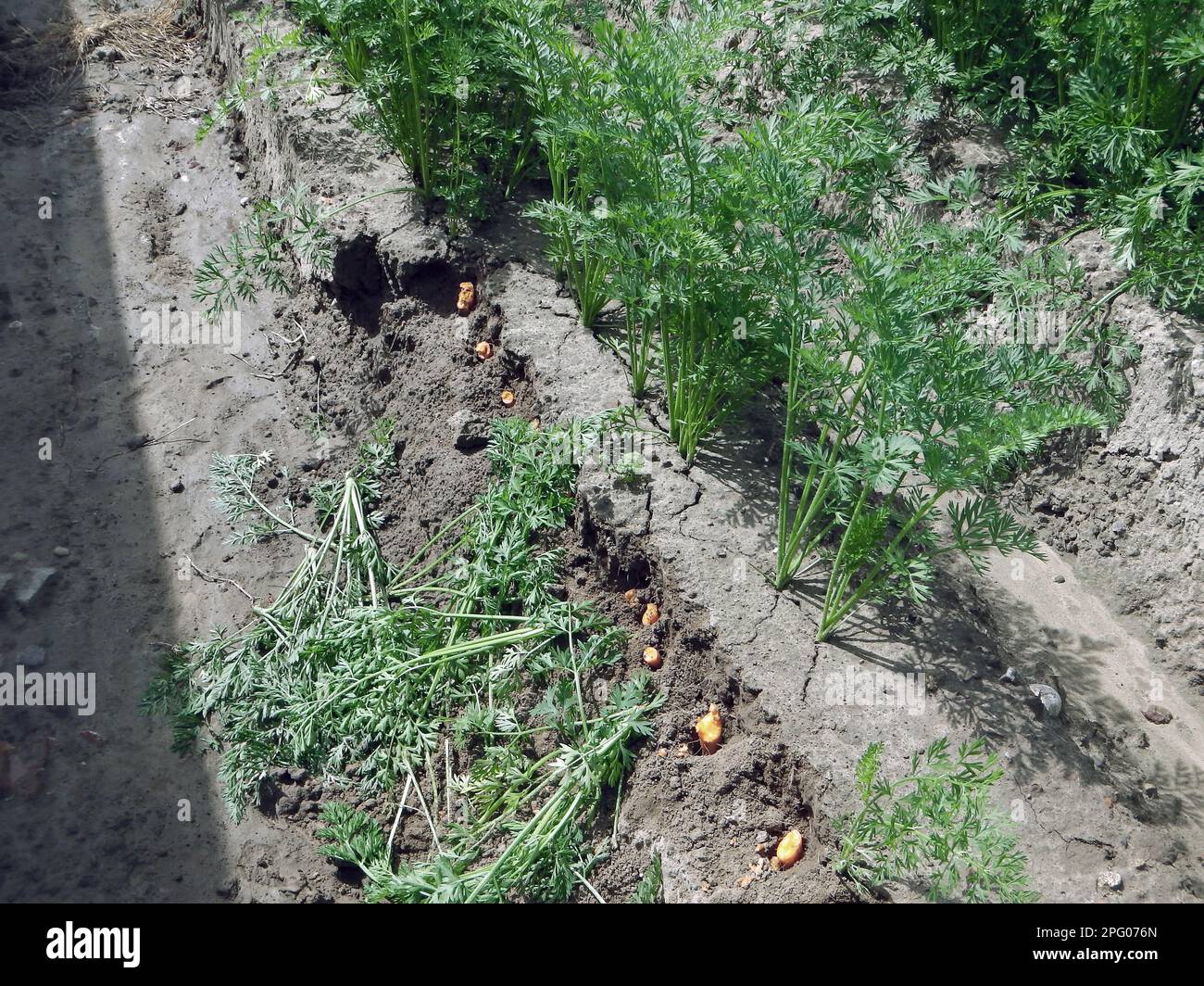 Lapin européen (Oryctolagus cuniculus) ayant causé des dommages à la culture du Carrot (Daucus carota), France Banque D'Images