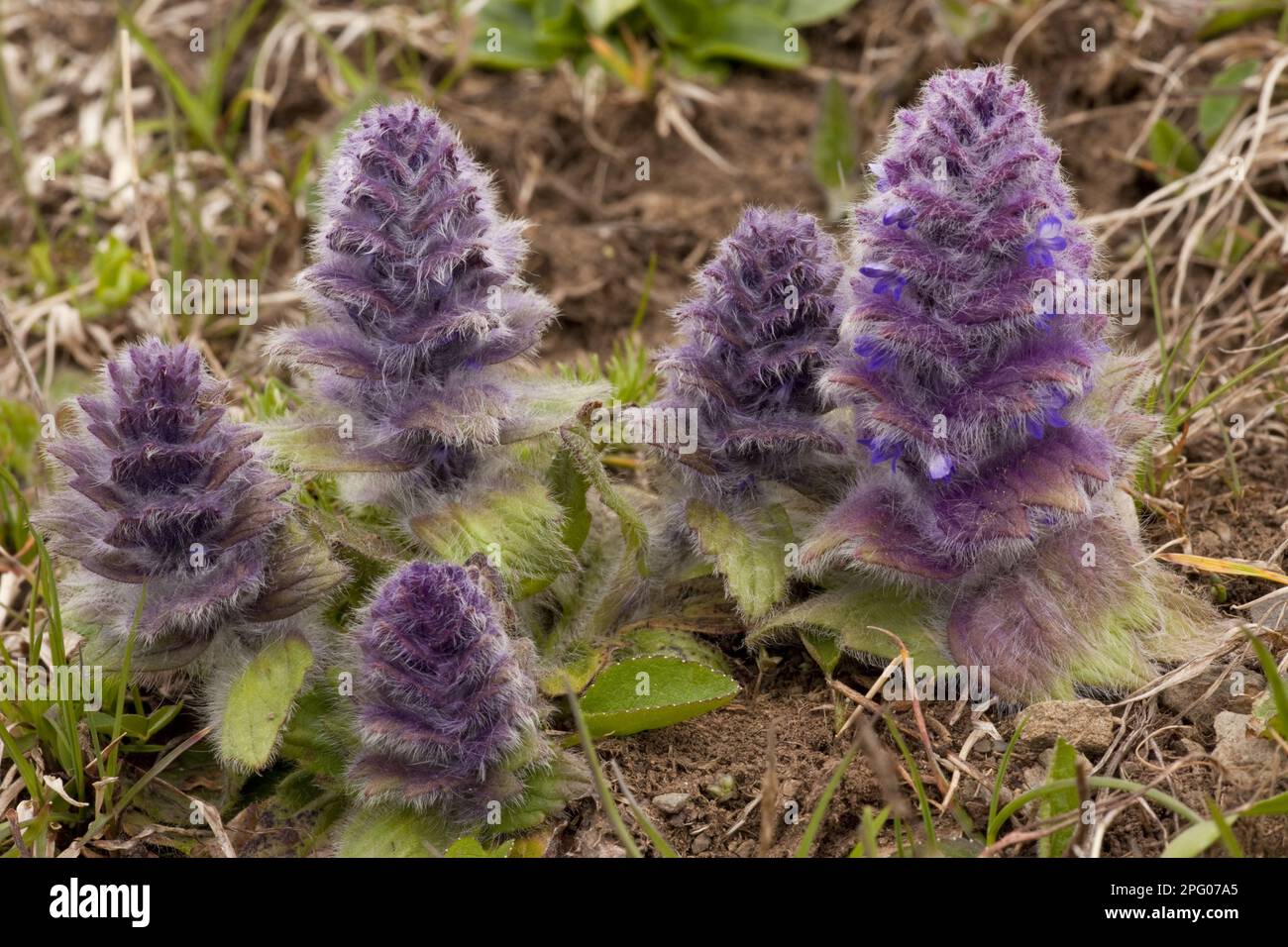 Bugle pyramidal (Ajuga pyramidalis), Labiates, floraison de bugle pyramidal, Grand Caucase, Géorgie, ressort Banque D'Images