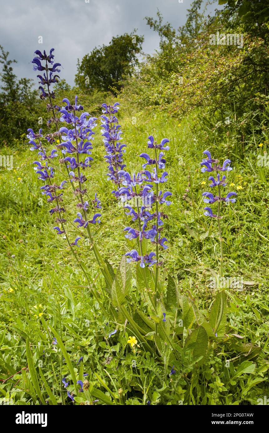 Clay de prairie à fleurs (Salvia pratensis), croissant sur des craies, North Downs, Kent, Angleterre, Royaume-Uni Banque D'Images