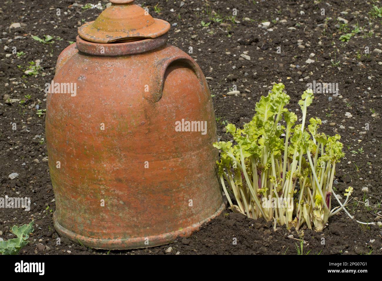 Les brindilles de mer (Crambe maritima) poussent à côté d'une marmite en terre cuite dans le potager, Herefordshire, Angleterre, Royaume-Uni Banque D'Images