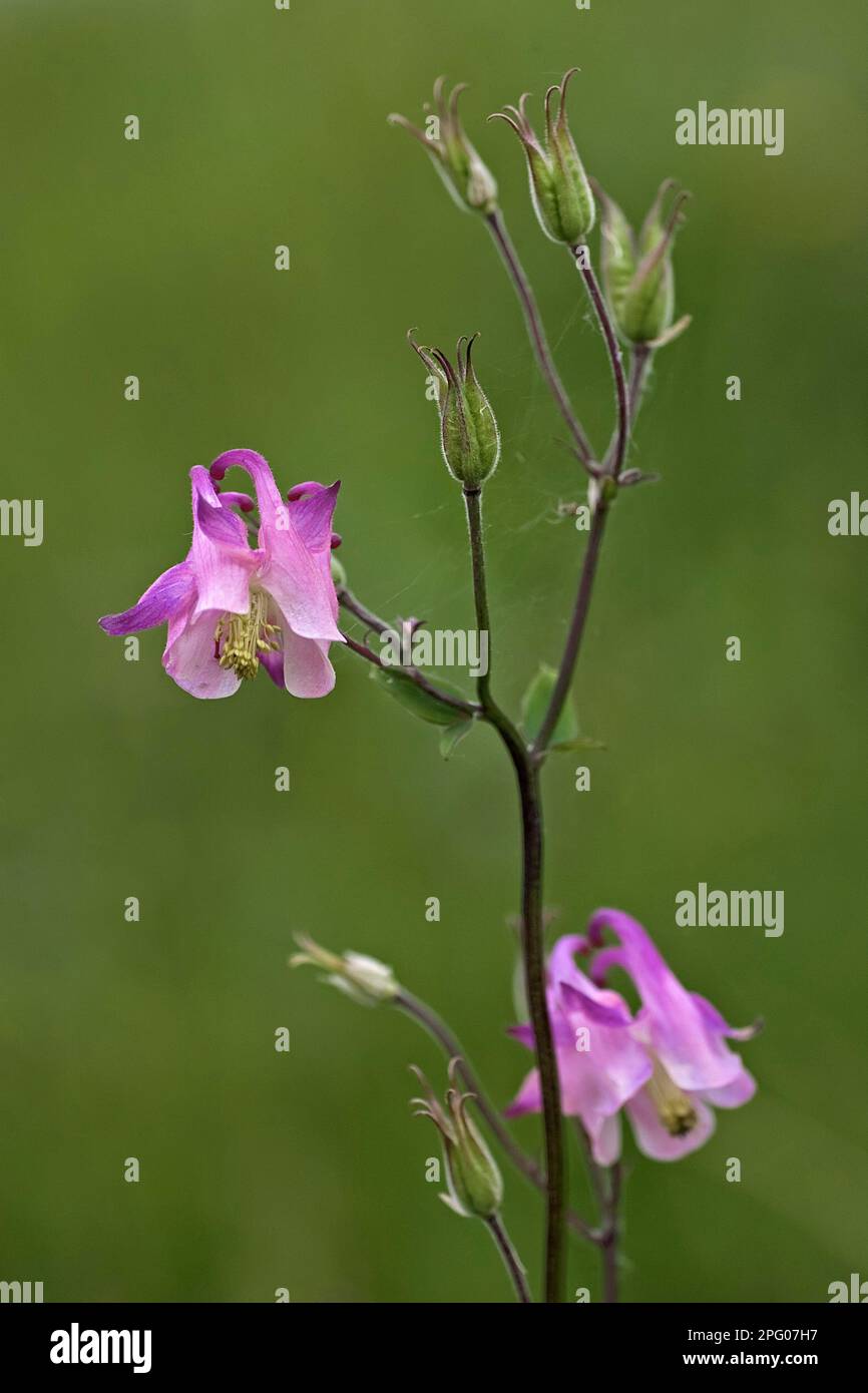 aquilegia atrata (Aquilegia vulgaris), Floraison de la Columbine européenne, croissance à flanc de coteau, Cotswolds, Gloucestershire, Angleterre, été Banque D'Images